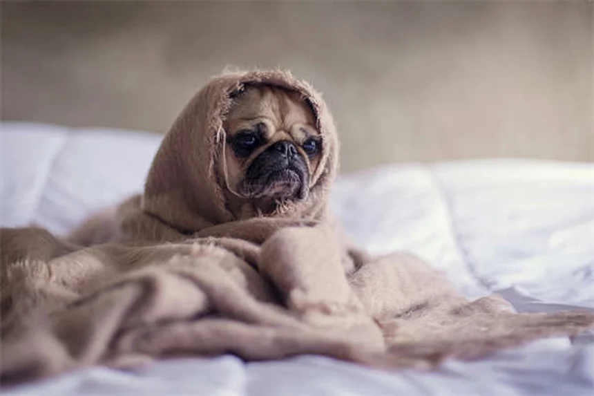 馬の狂犬病の症状と対策｜知らないと危険な理由と予防法