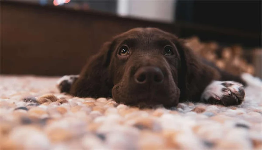 馬の狂犬病の症状と対策｜知らないと危険な理由と予防法