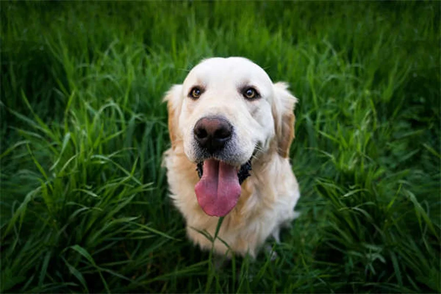 メキシカンブラインドケーブフィッシュの飼育のコツ