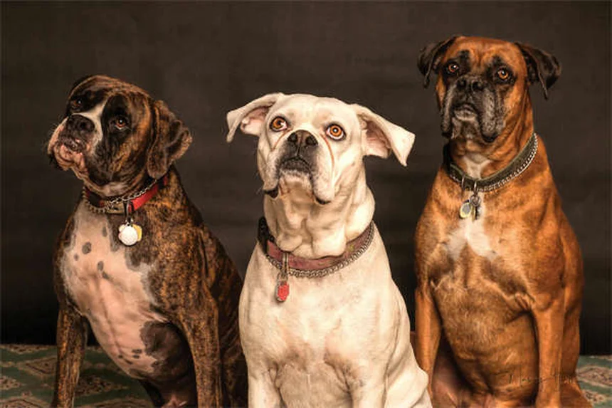 ペットのカビ対策5選｜愛犬・愛猫を守る予防法と対処法
