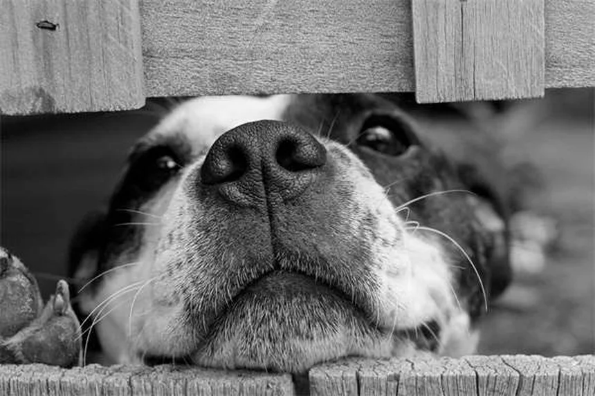 ペットのカビ対策5選｜愛犬・愛猫を守る予防法と対処法