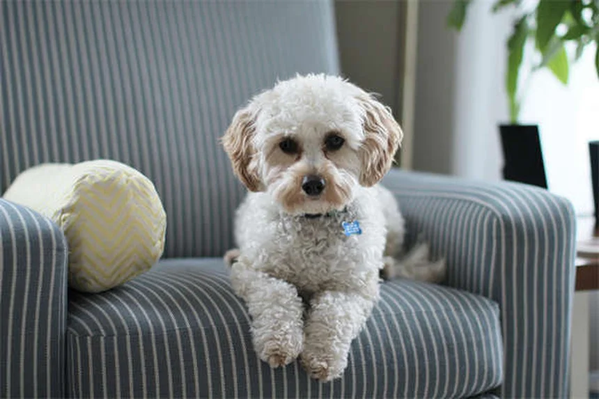 犬は視覚だけで他の犬と動物を見分けられる？驚きの研究結果
