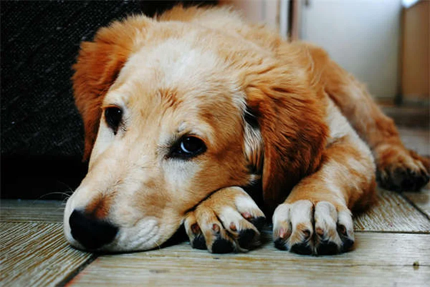 犬の健康を守る薬5選！獣医師が教える正しい使い方
