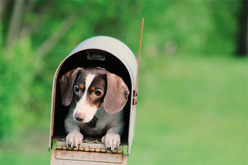 愛犬のダニを徹底チェック！安全な取り方と予防法【獣医師監修】