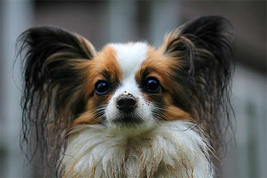 犬のマダニ対策5選！室内犬でも油断できない意外な生息場所とは