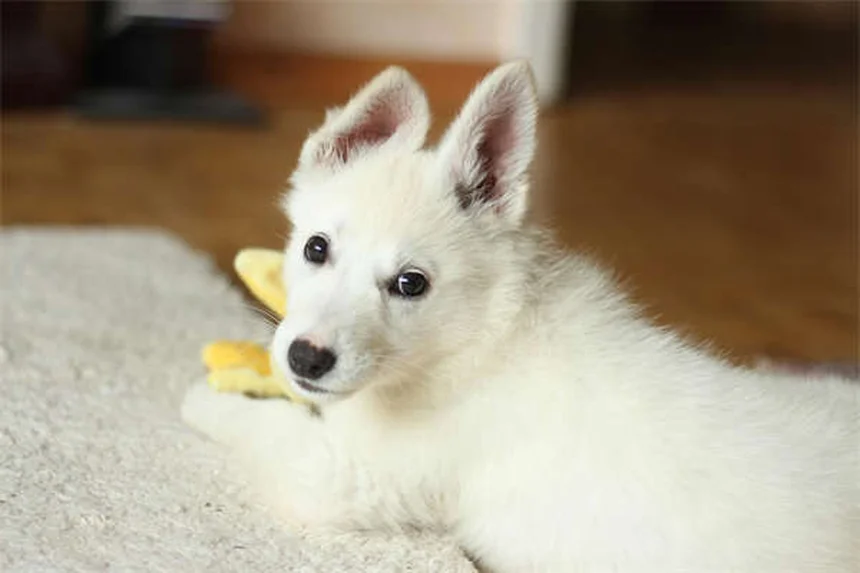 犬が足の上に座る理由5選｜愛情表現から不安サインまで徹底解説