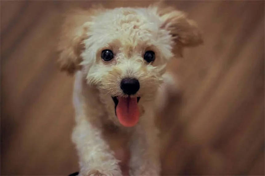 犬の社会化とは？愛犬が他の犬と仲良くできない時の対処法
