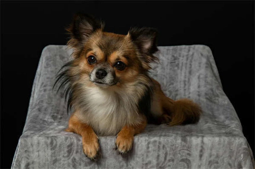 犬がしっぽを追いかける本当の理由5つ！プロが教える対処法