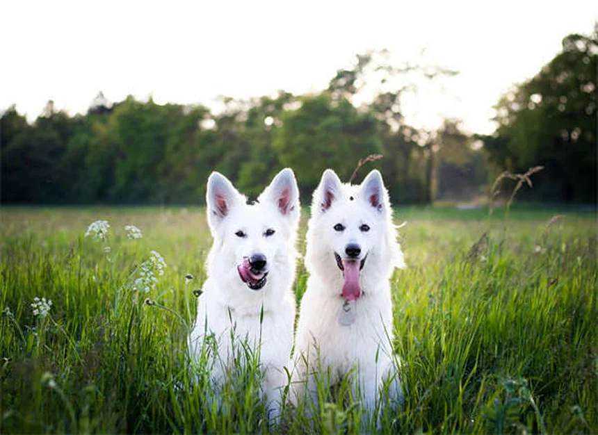 犬がしっぽを追いかける本当の理由5つ！プロが教える対処法