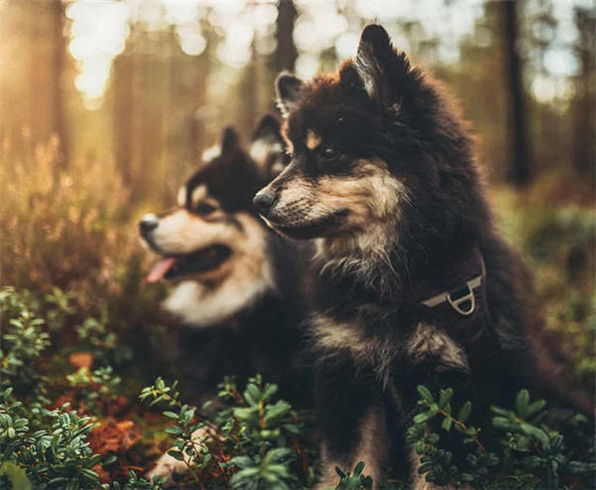 子犬が泣く理由とは？プロが教える7つの原因と対処法