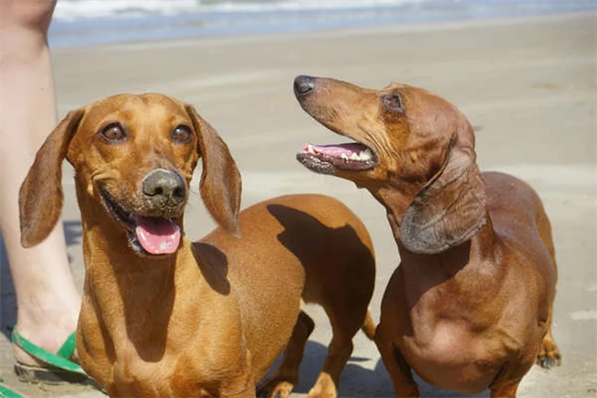 2025年最新！人気犬種ランキングトップ10【フレンチブルドッグ3年連続1位】