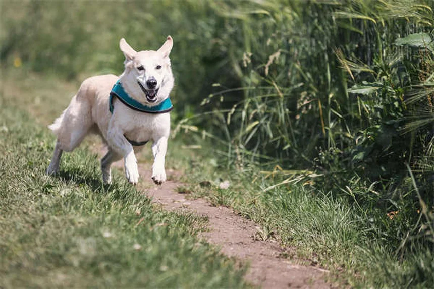 馬の誤嚥性肺炎の原因と症状、予防法を獣医師が解説