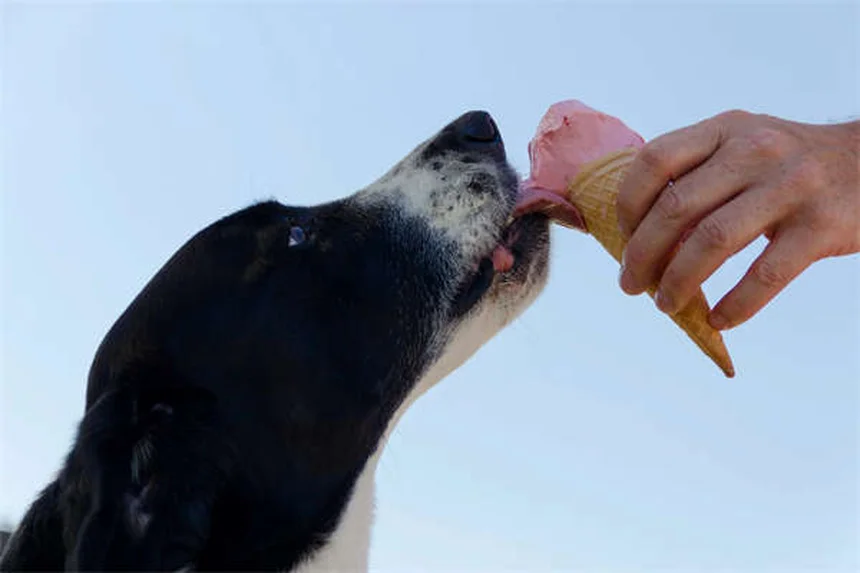 ハイランドポニー飼育のコツ5つを経験者が解説