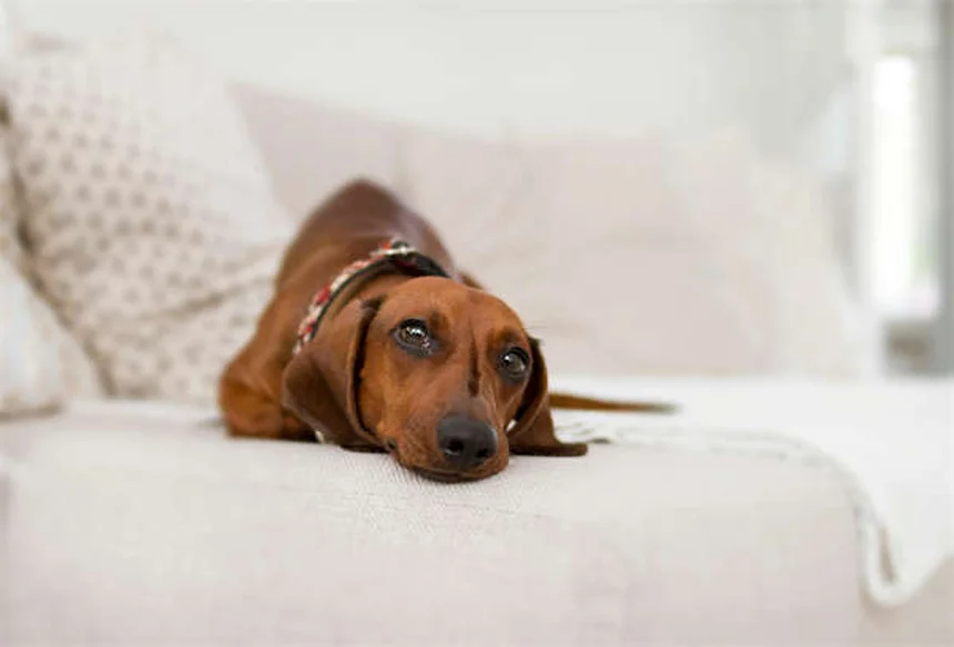 愛犬をクリスマスツリーの危険から守る！プロが教える5つの安全対策