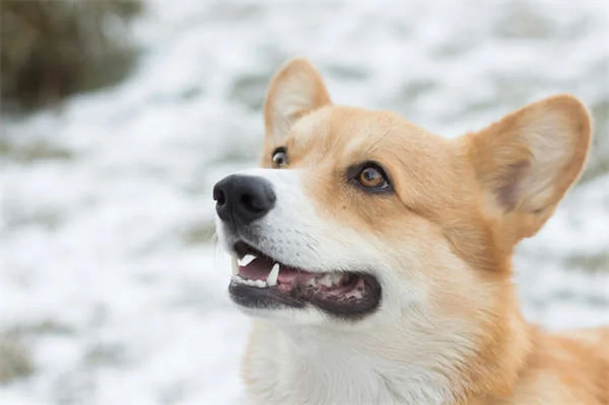 愛犬をクリスマスツリーの危険から守る！プロが教える5つの安全対策