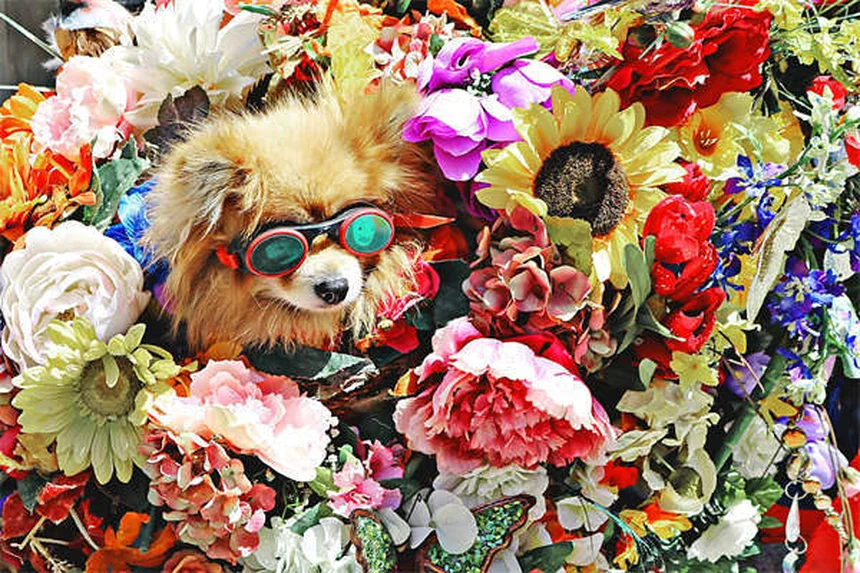 愛犬をクリスマスツリーの危険から守る！プロが教える5つの安全対策