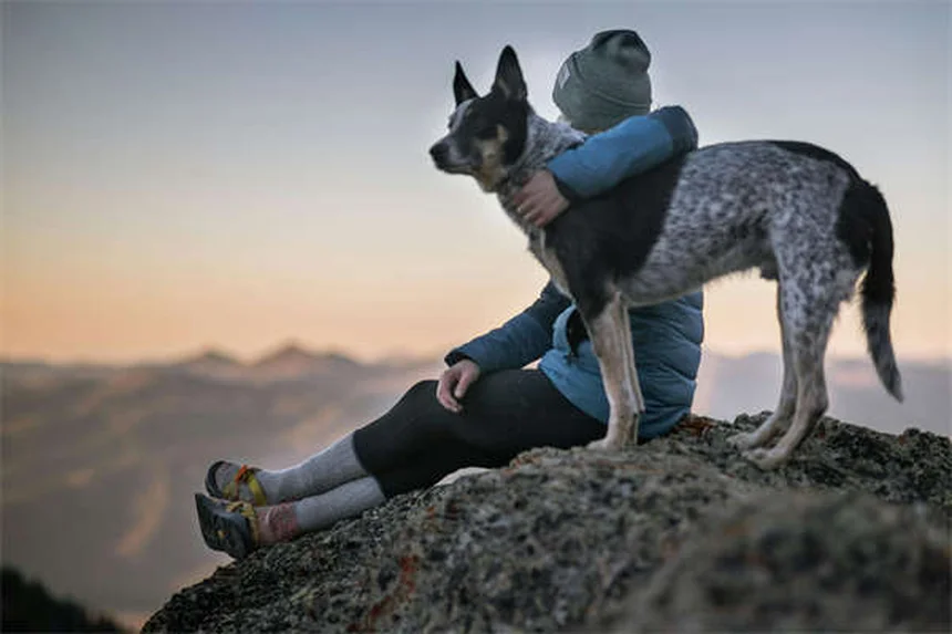 犬のシェイピング訓練法、段階的アプローチで効果を実感