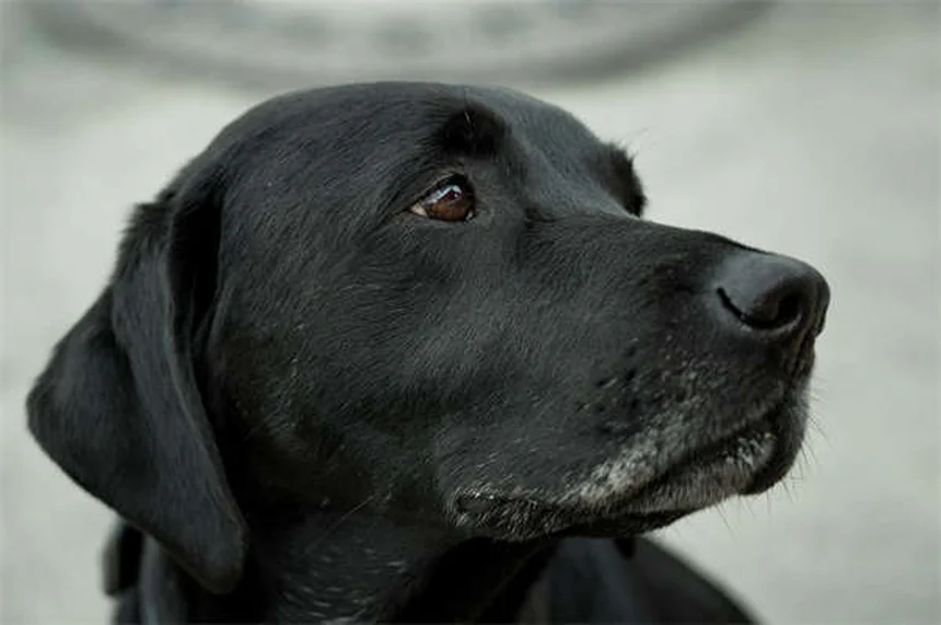犬のシェイピング訓練法、段階的アプローチで効果を実感