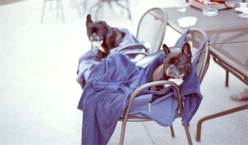 犬の喘息対策｜愛犬が苦しむ前に知っておきたい5つの知識