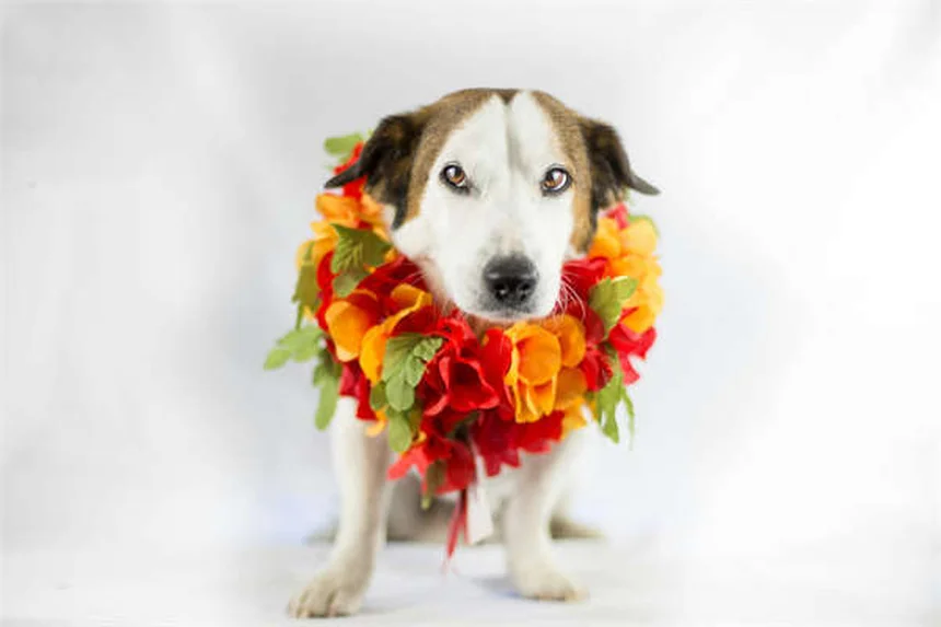 犬の喘息対策｜愛犬が苦しむ前に知っておきたい5つの知識