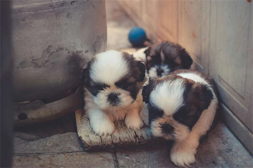 犬がいつもついてくる理由と正しい対処法