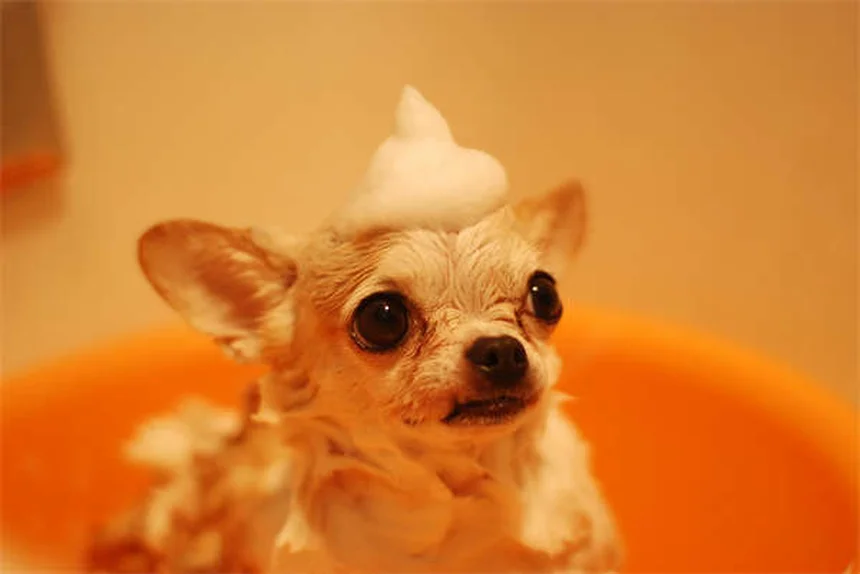 犬がいつもついてくる理由と正しい対処法