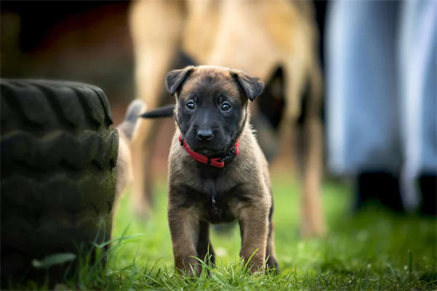 犬がいつもついてくる理由と正しい対処法
