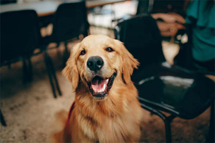 犬がいつもついてくる理由と正しい対処法