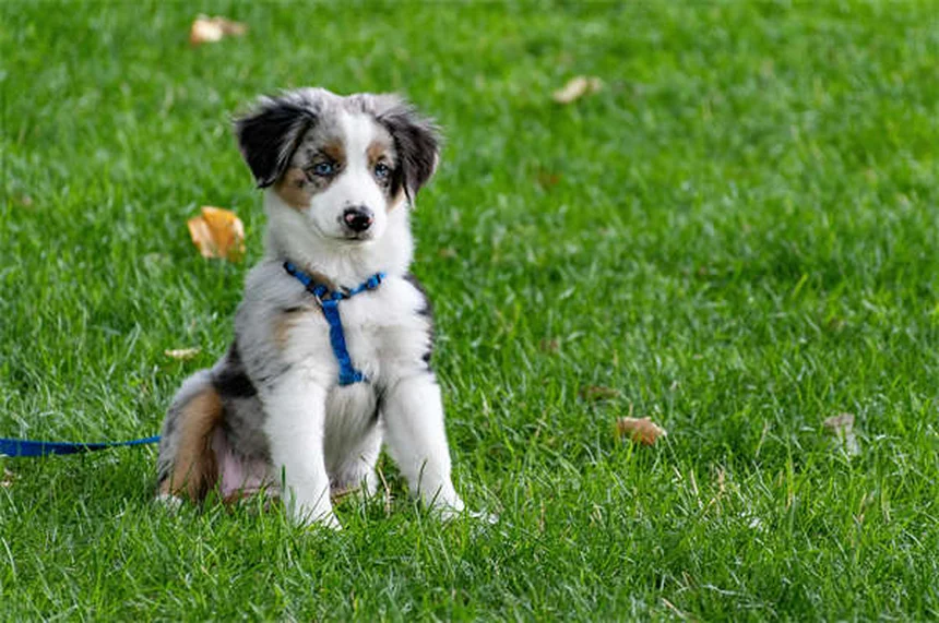メトロニダゾール、犬猫に使う前に知っておきたい副作用と注意点