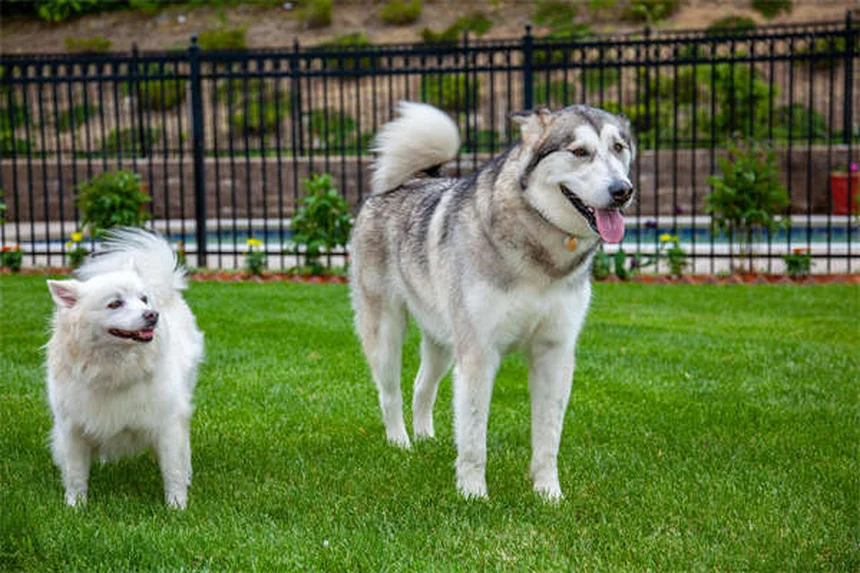 犬のソテツ中毒の見分け方と生死を分ける行動