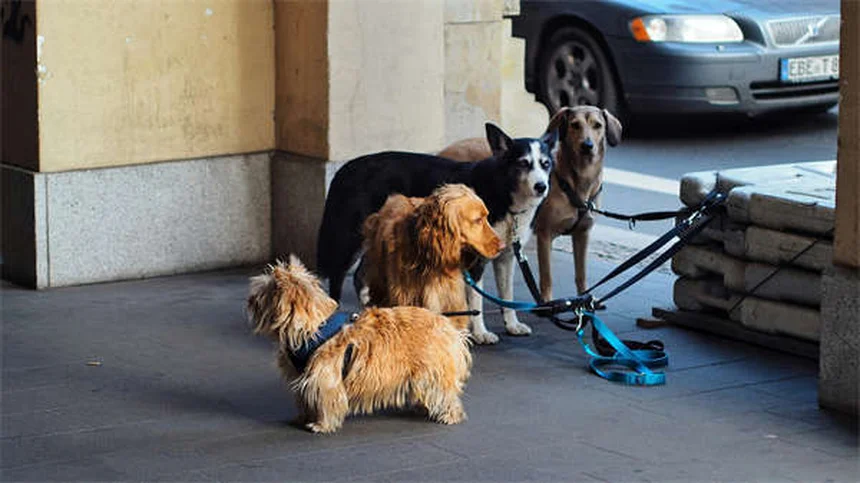 犬のソテツ中毒の見分け方と生死を分ける行動