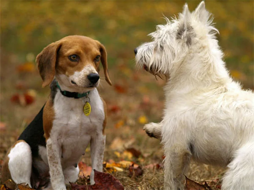 知能の高い犬種ランキング2024！飼い主が語る賢い犬の選び方と注意点