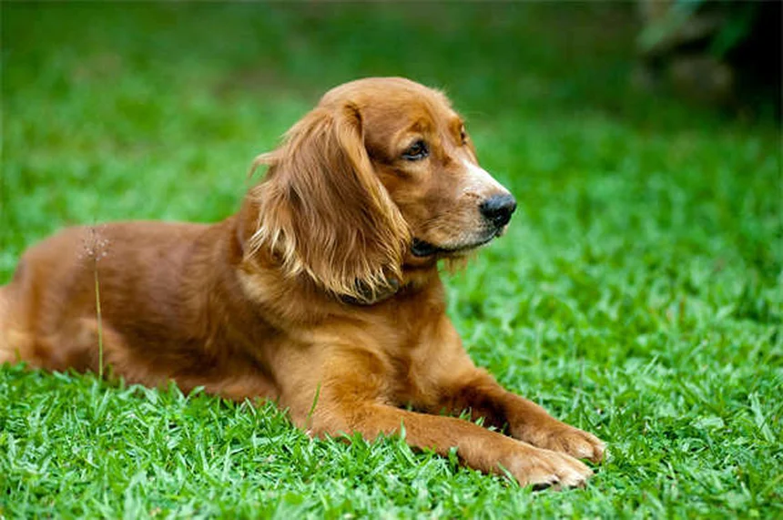 知能の高い犬種ランキング2024！飼い主が語る賢い犬の選び方と注意点