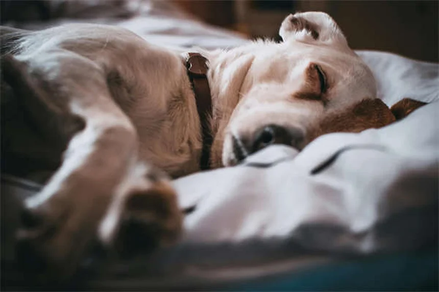 犬の肺高血圧症の初期症状5つ。見逃しサインと段階別チェック法