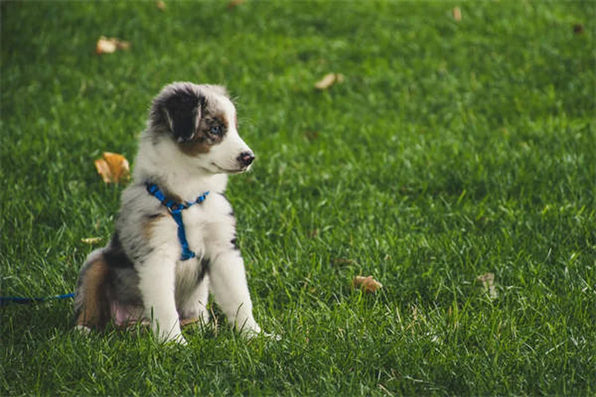 犬の肺高血圧症の初期症状5つ。見逃しサインと段階別チェック法