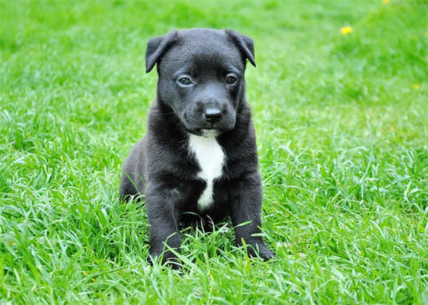 犬の肺高血圧症の初期症状5つ。見逃しサインと段階別チェック法