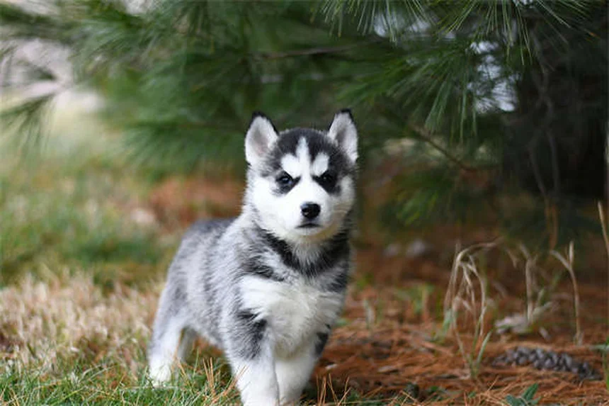 実は知らない日本犬10選｜希少種から飼いやすい犬種まで完全ガイド