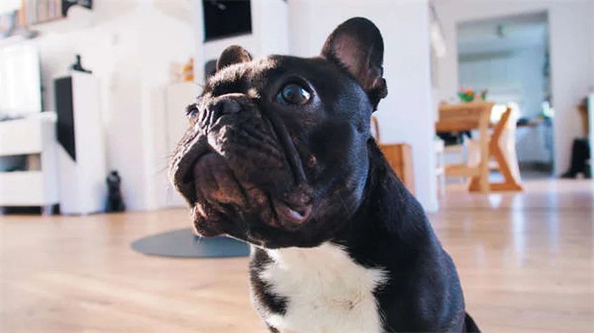 実は知らない日本犬10選｜希少種から飼いやすい犬種まで完全ガイド