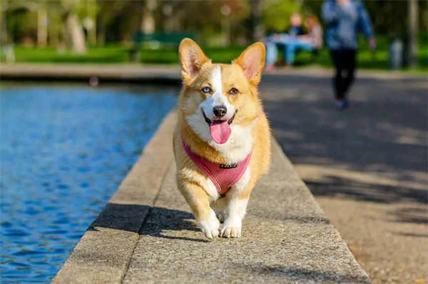 実は知らない日本犬10選｜希少種から飼いやすい犬種まで完全ガイド